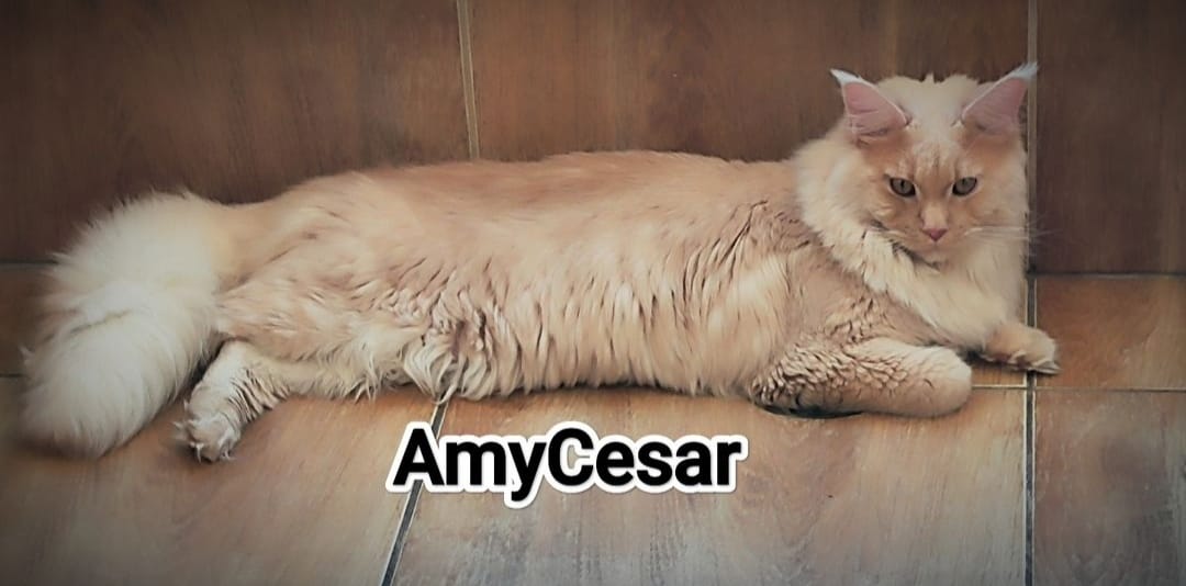 WhatsApp Image 2024-06-17 at 15.05.31.jpeg