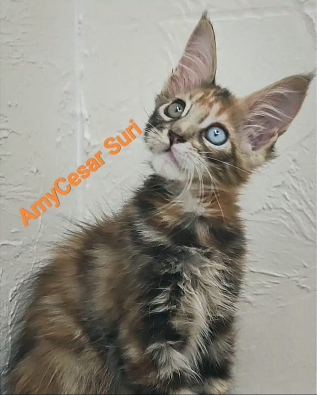 WhatsApp Image 2024-06-17 at 14.15.10 (1).jpeg