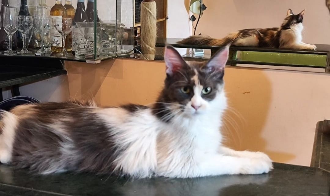 WhatsApp Image 2024-06-17 at 14.47.28.jpeg