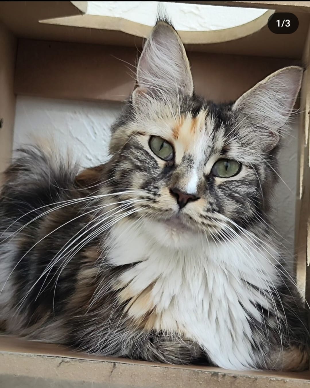 WhatsApp Image 2024-06-17 at 14.47.32.jpeg