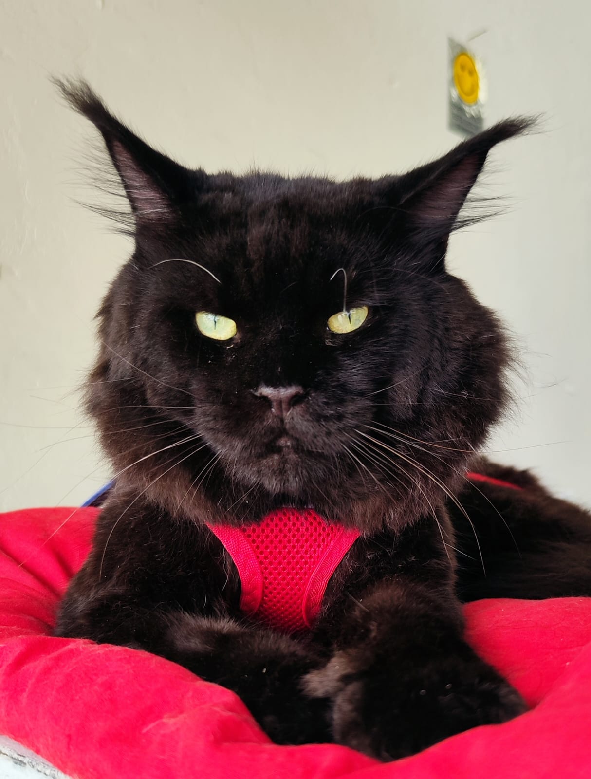 WhatsApp Image 2024-06-17 at 14.47.26.jpeg