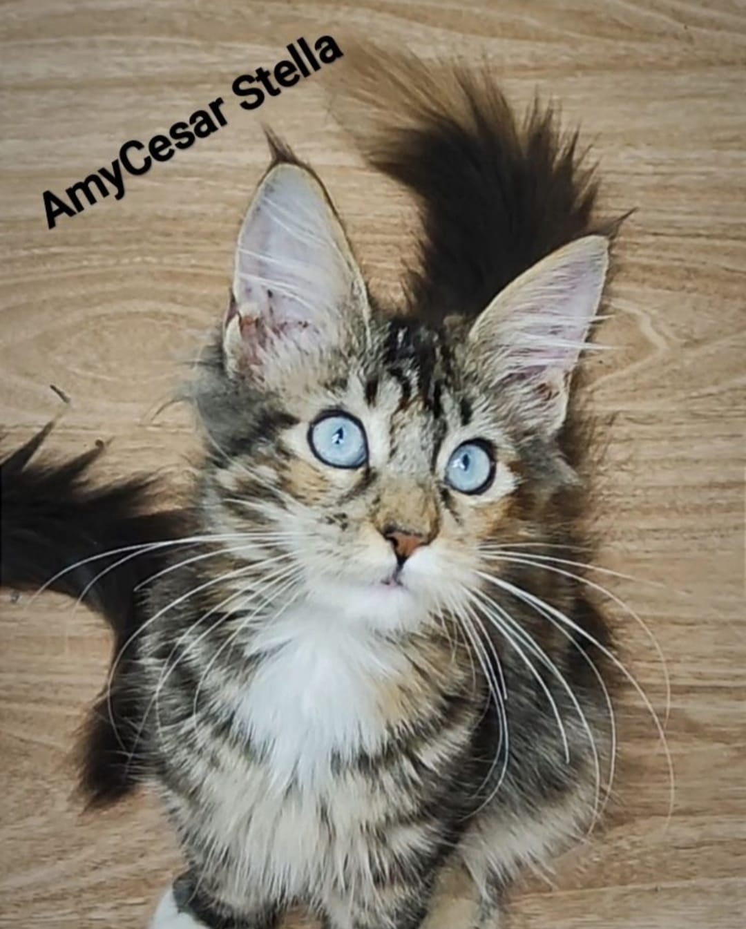 WhatsApp Image 2024-06-17 at 14.15.10.jpeg