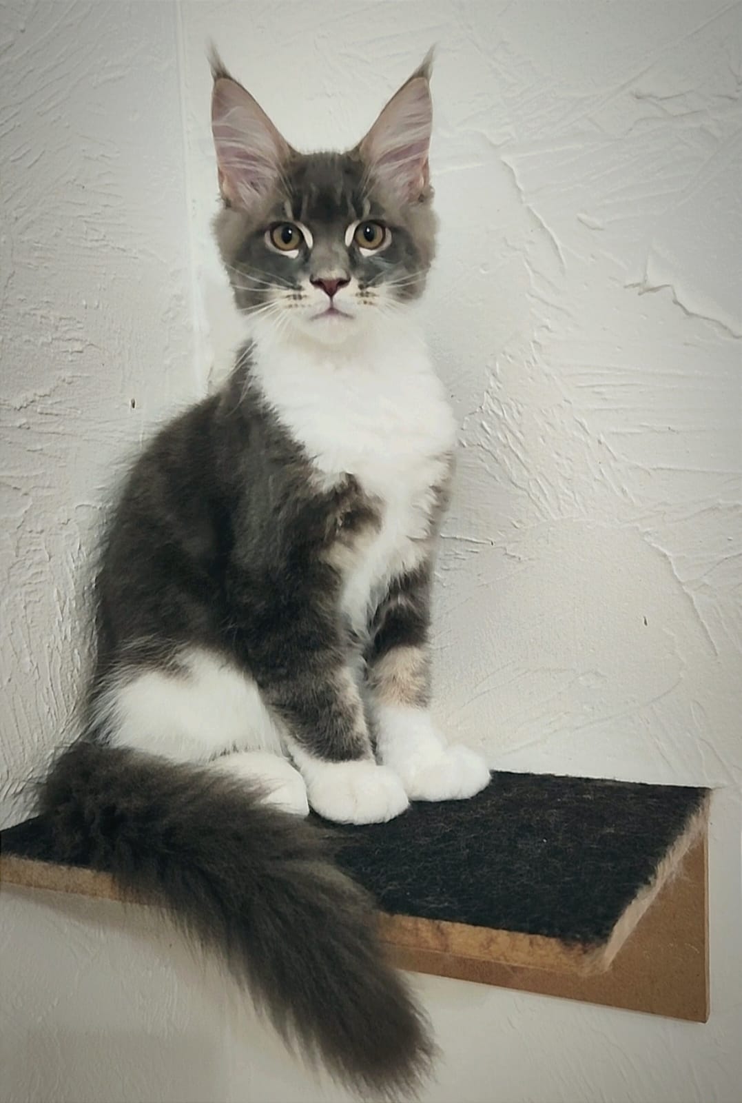 WhatsApp Image 2024-06-17 at 14.22.57 (3).jpeg