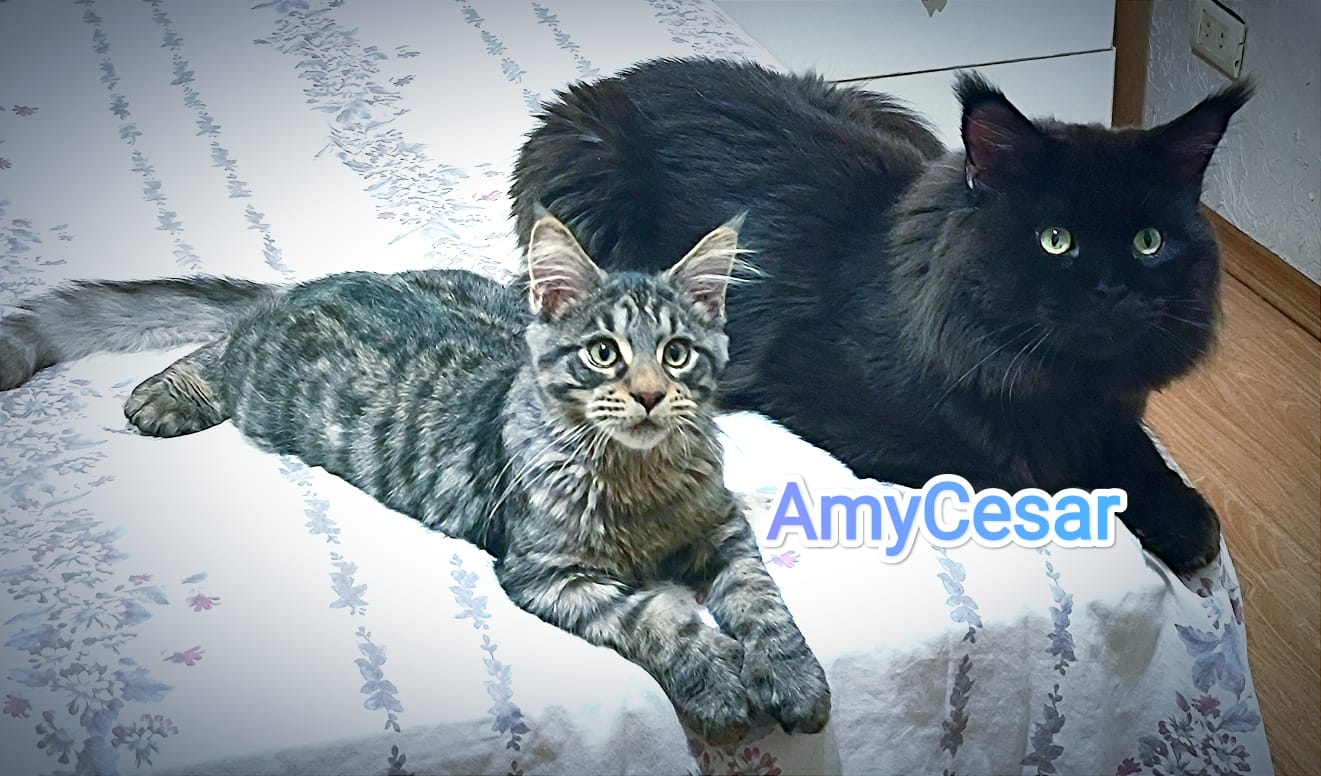 WhatsApp Image 2024-06-17 at 14.47.30 (2).jpeg