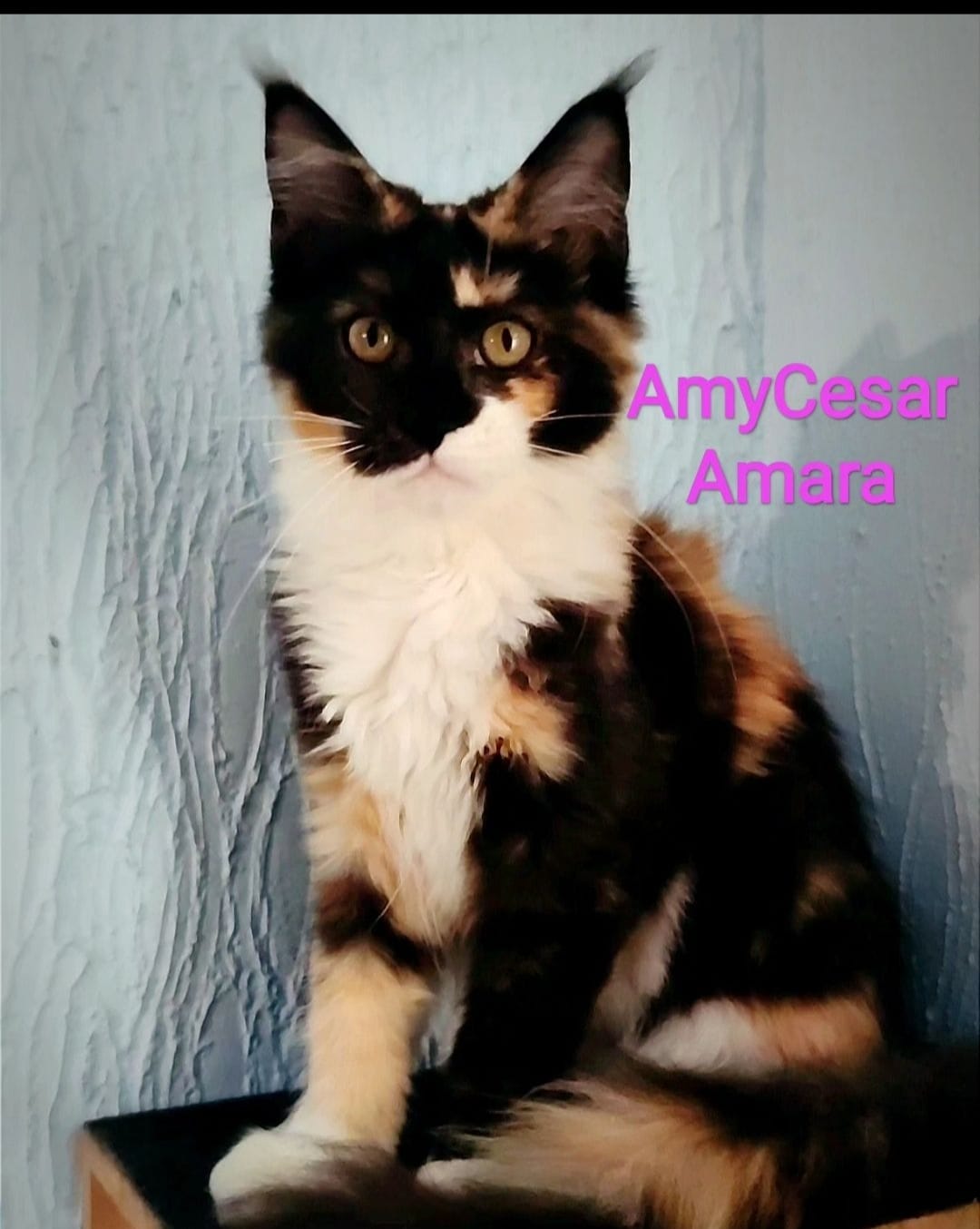 WhatsApp Image 2024-06-17 at 14.15.11.jpeg