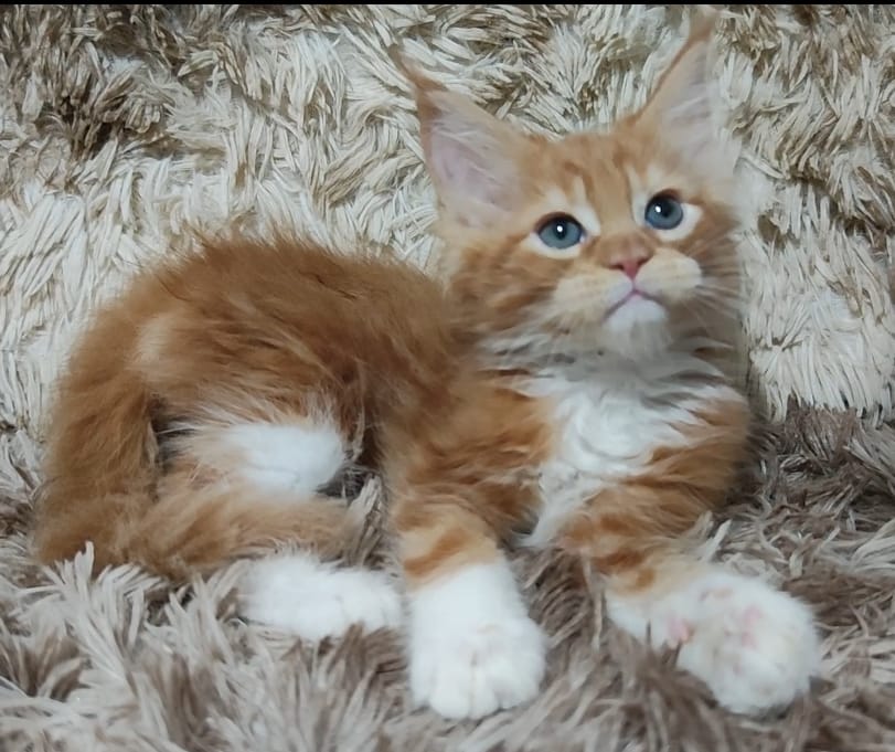 WhatsApp Image 2024-06-17 at 14.22.58 (1).jpeg