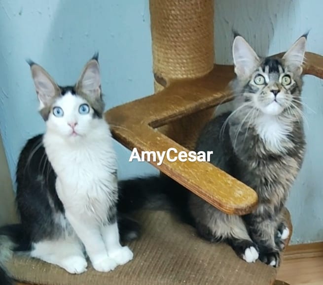 WhatsApp Image 2024-06-17 at 14.22.57.jpeg