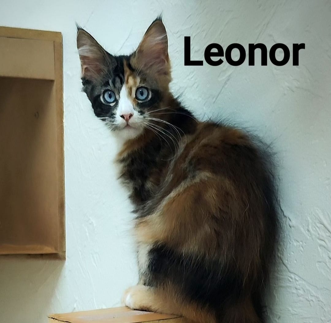 WhatsApp Image 2024-06-17 at 14.15.10 (2).jpeg