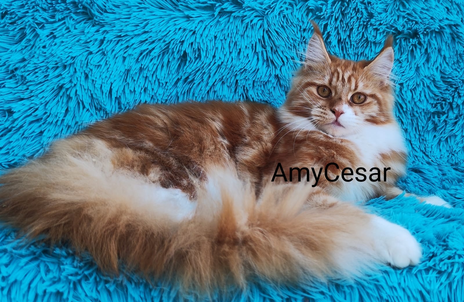 WhatsApp Image 2024-06-17 at 14.47.29.jpeg