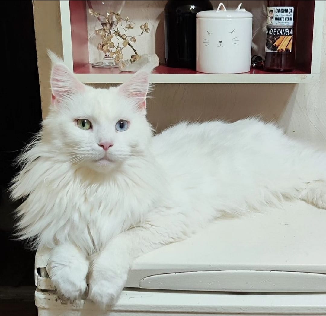 WhatsApp Image 2024-06-17 at 14.47.30 (4).jpeg