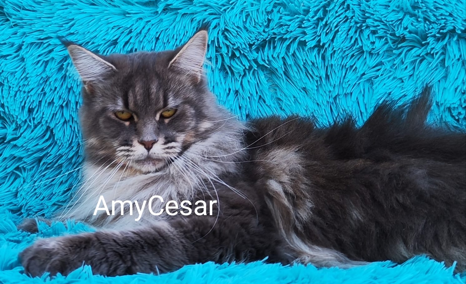 WhatsApp Image 2024-06-17 at 14.47.29 (1).jpeg