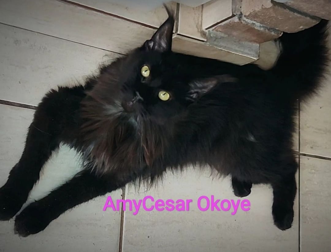 WhatsApp Image 2024-06-17 at 14.47.28 (3).jpeg