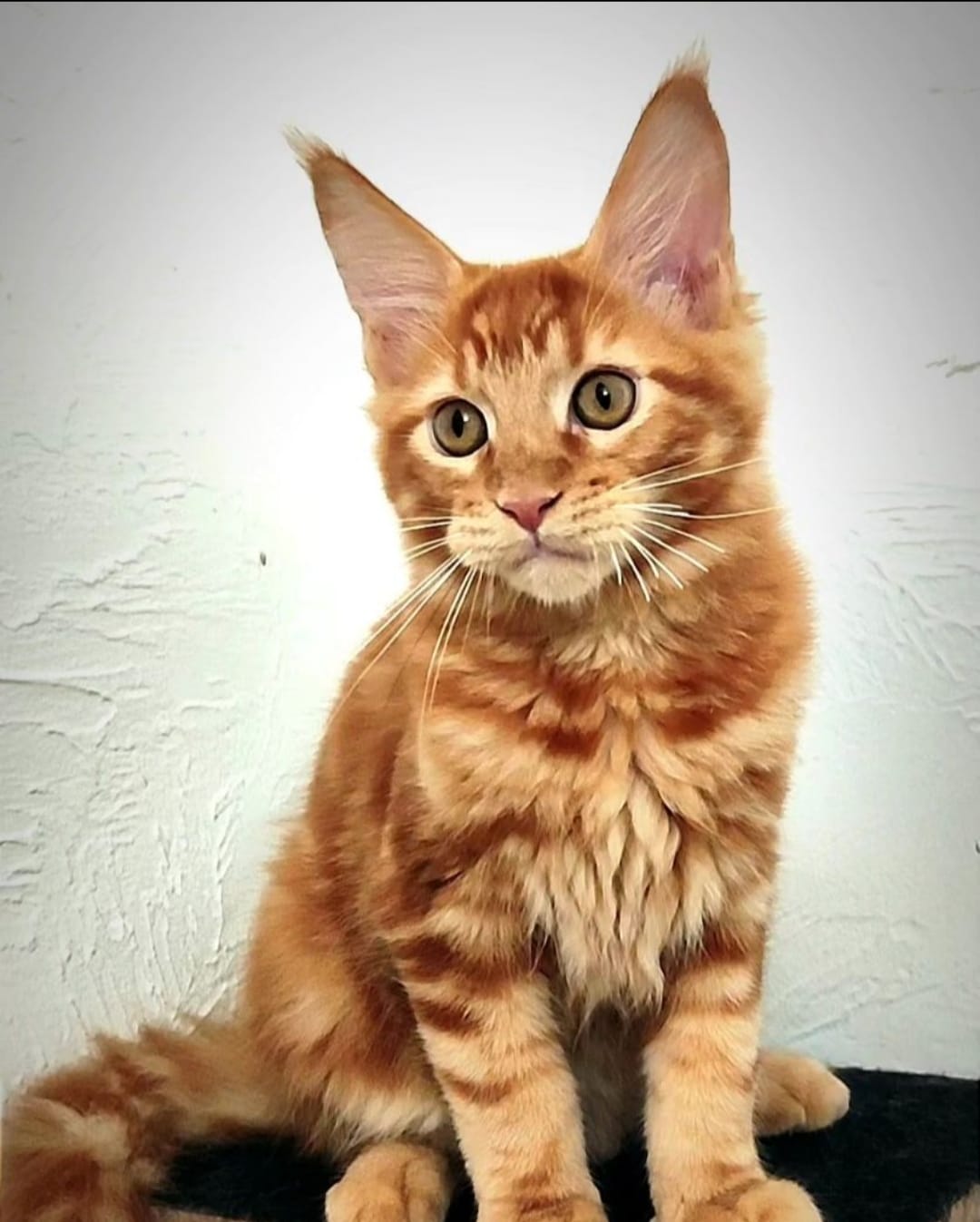 WhatsApp Image 2024-06-17 at 14.15.10 (3).jpeg