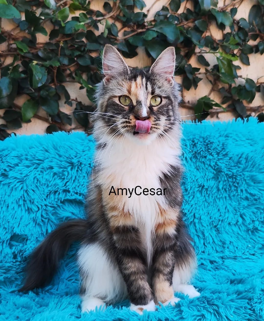 WhatsApp Image 2024-06-17 at 14.47.29 (3).jpeg