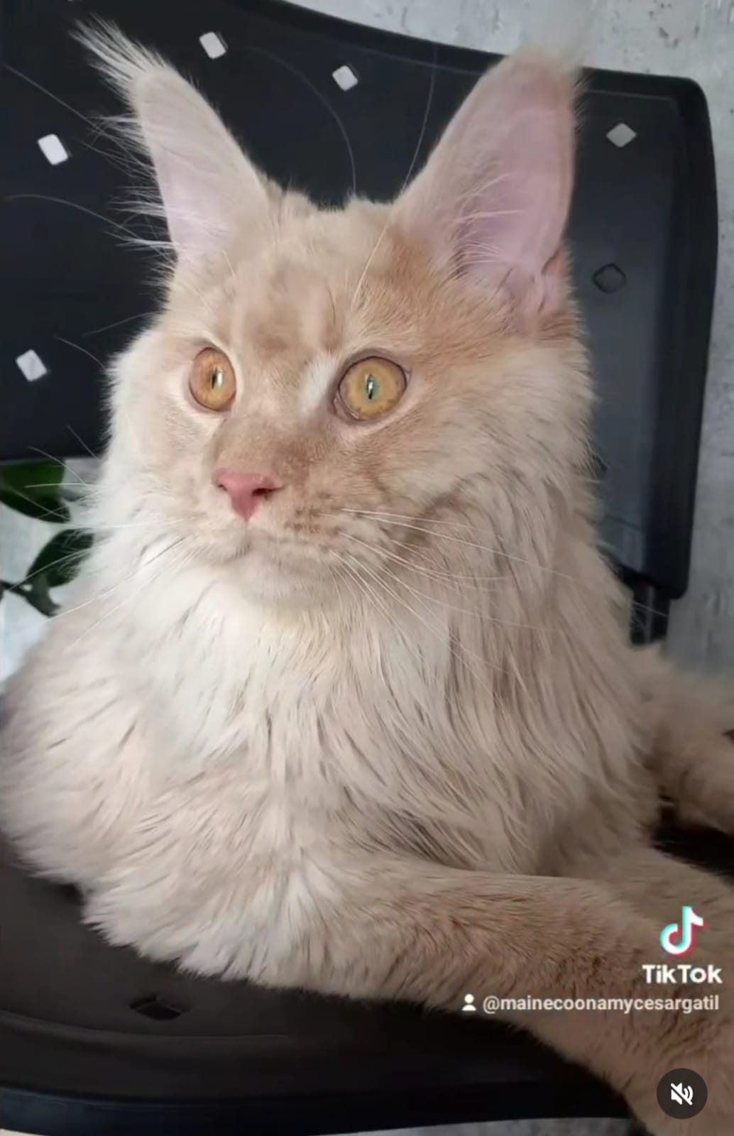 WhatsApp Image 2024-06-17 at 15.05.30 (2).jpeg