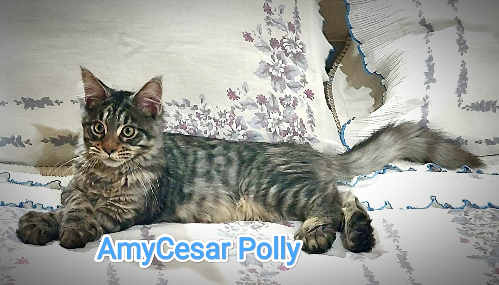 WhatsApp Image 2024-06-17 at 14.47.30 (3).jpeg